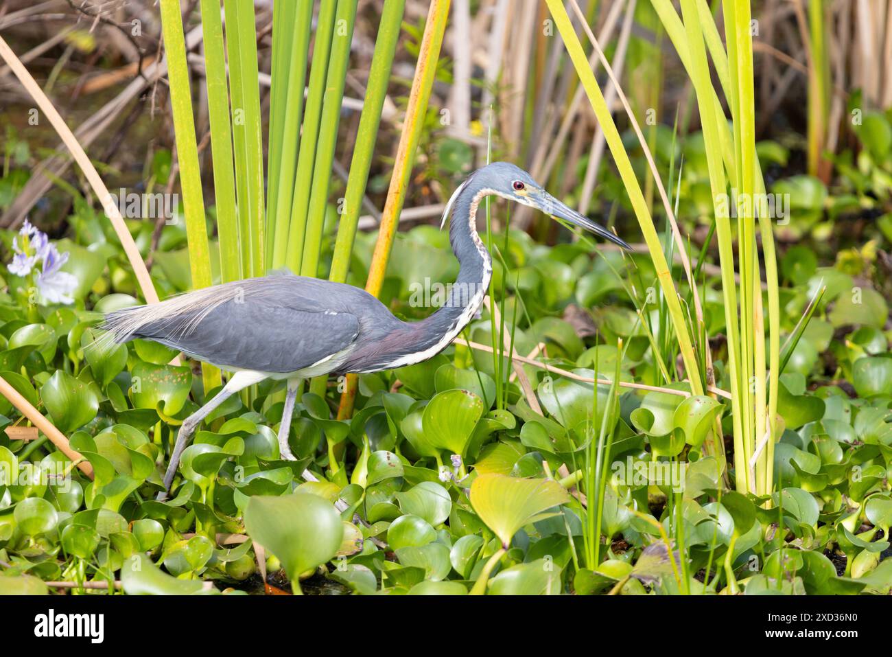 Der adulte dreifarbige Reiher (Egretta tricolor) zeigt seine Brutfarben und schlängelt sich auf der Suche nach Beute durch ein grasbewachsenes Sumpfgebiet. Stockfoto