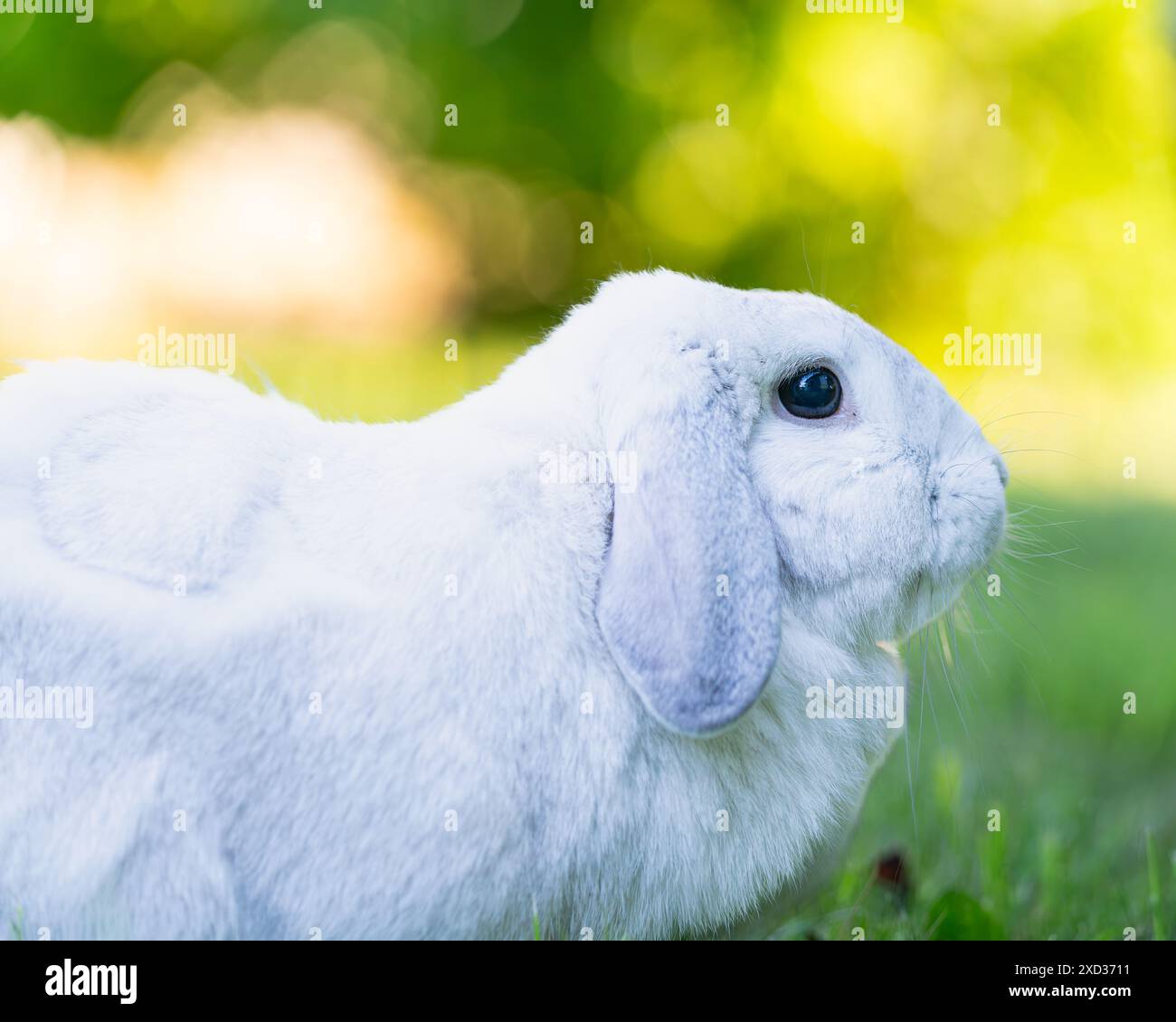 Erwachsenes Frosty Lop Kaninchen mit braunen Augen und weißem Fell. Frostiges Loenohr-Kaninchen im Garten. Stockfoto