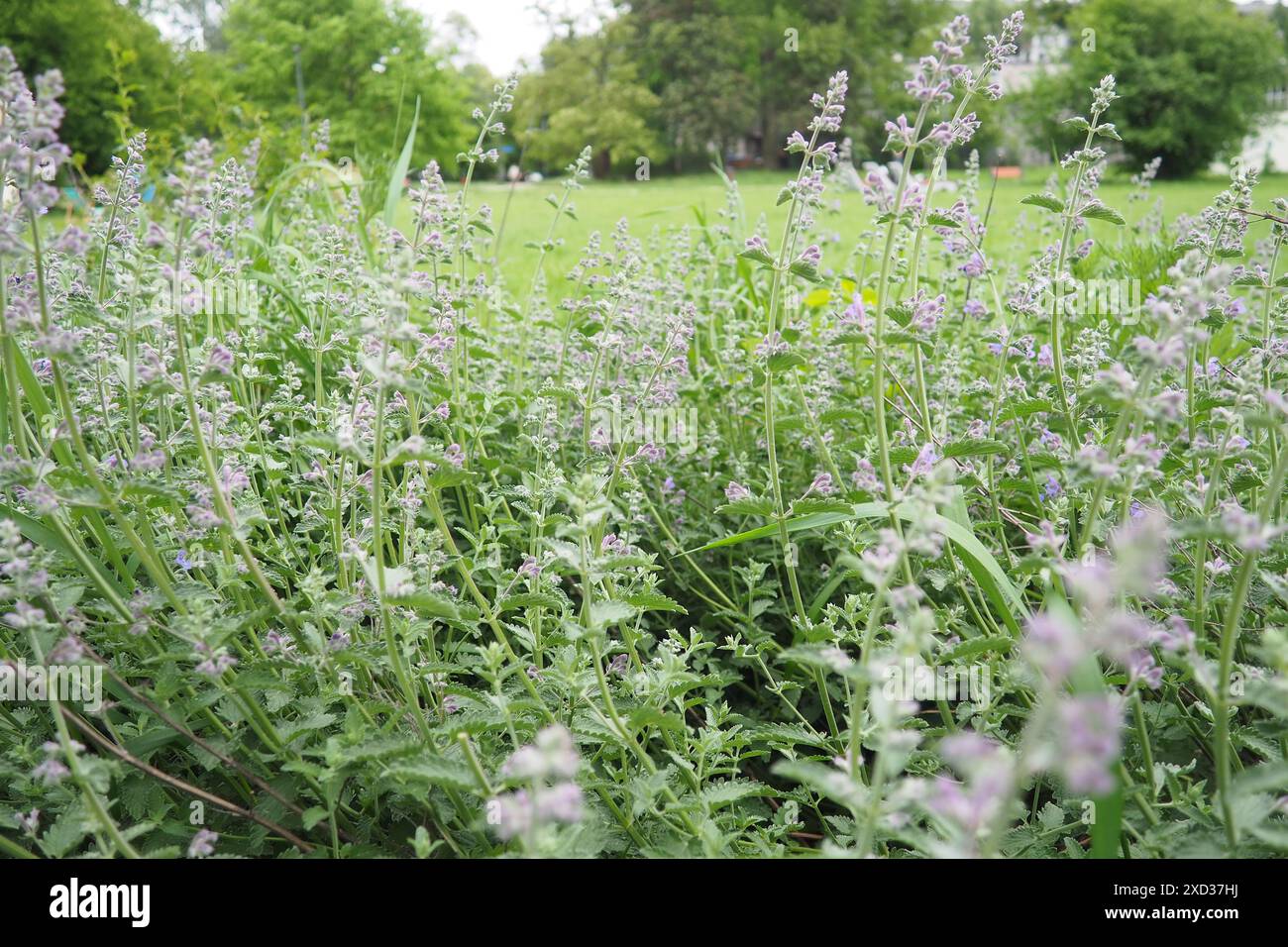 Nepeta faassenii, blühende Pflanzenkatze und Faassen-Katzenminze. Elternarten sind Nepeta racemosa und Nepeta nepetella. Klein aufsehenerregend, reichlich vorhanden, zwei Stockfoto