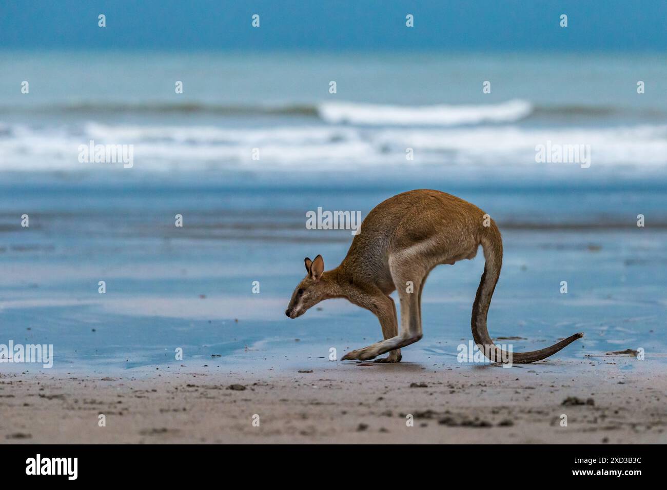 Känguru-Sprung am Strand in Cape Hillsborough, Queensland, Australien. Stockfoto