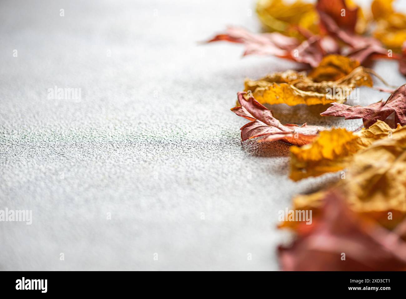 Ein beruhigendes Arrangement aus getrockneten, bunten Herbstblättern auf einem strukturierten grauen Hintergrund, das das Wesen des Herbstes einfängt Stockfoto