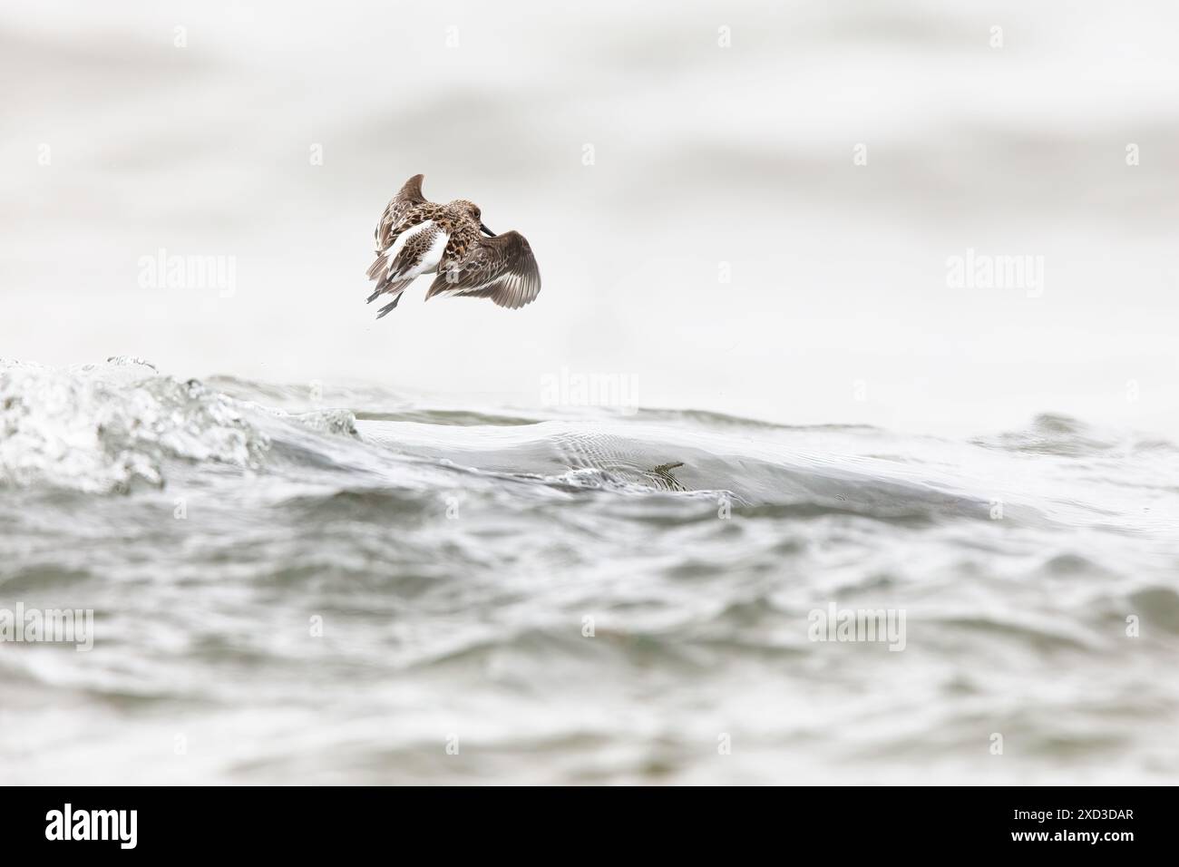 Ein dynamisches Bild, das einen sanderling in der Mitte des Fluges über den Kampfwellen in der natürlichen Küstenumgebung von Kantabrien, Spanien, aufnimmt Stockfoto