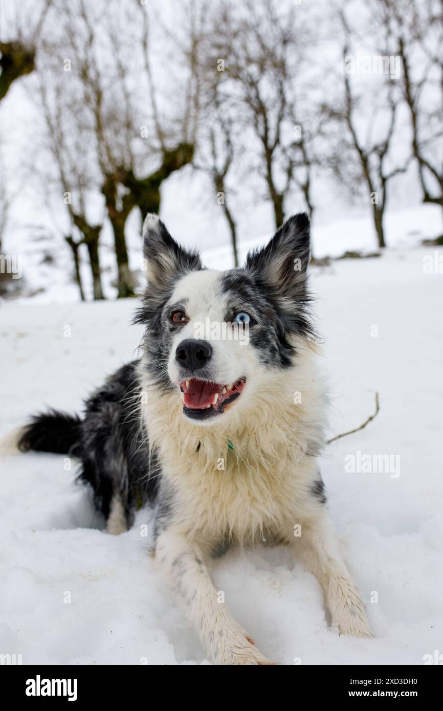 Ein überschwänglicher Blue Merle Border Collie Hund zeigt seine atemberaubenden heterochromatischen Augen und genießt einen winterlichen Tag in einer verschneiten Umgebung Stockfoto