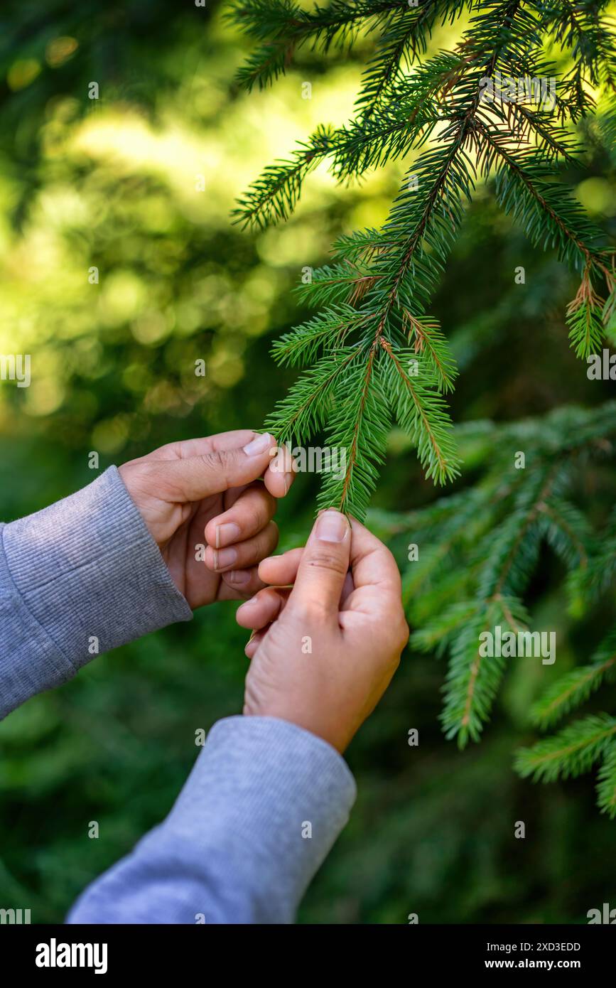 Nahaufnahme von beschnittenen, nicht erkennbaren Händen, die sanft einen Kiefernzweig berühren, was einen Moment der Verbindung mit der Natur in Füssen unterstreicht. Stockfoto