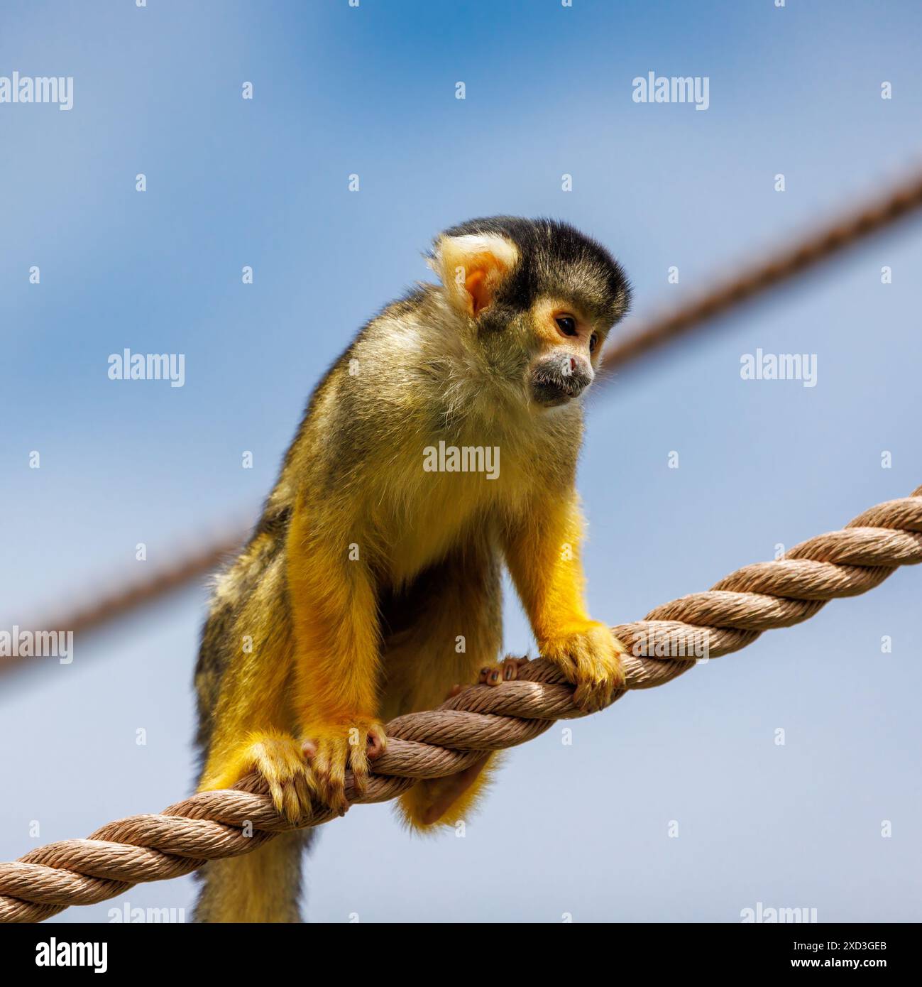 Eichhörnchenaffe mit schwarzem Verschluss, Saimiri boliviensis, klettert an einem Seil. Ein Affe der Neuen Welt, der im oberen Amazonasbecken in Bolivien im Westen Brasiliens beheimatet ist Stockfoto