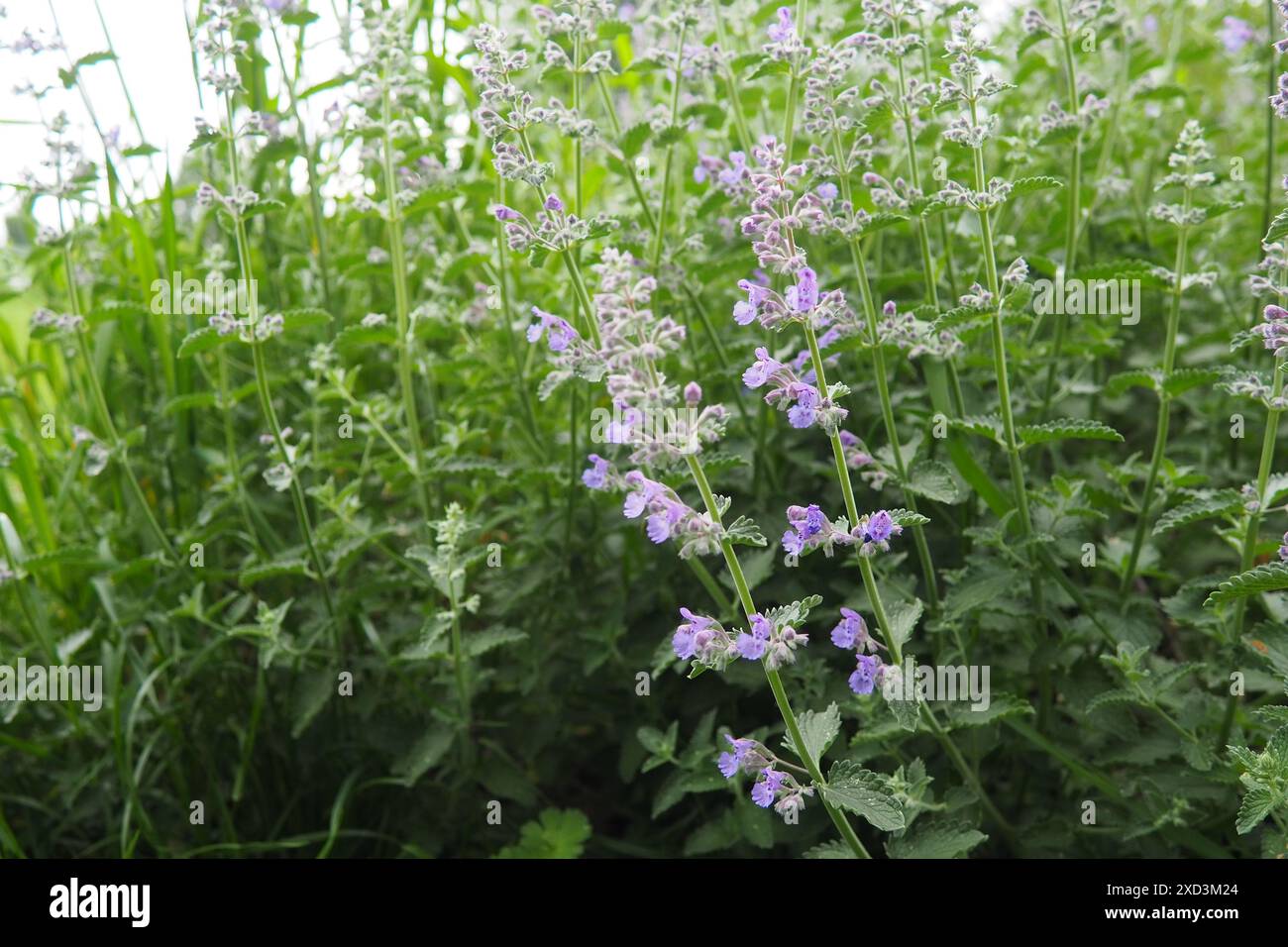 Nepeta faassenii, blühende Pflanzenkatze und Faassen-Katzenminze. Elternarten sind Nepeta racemosa und Nepeta nepetella. Klein aufsehenerregend, reichlich vorhanden, zwei Stockfoto