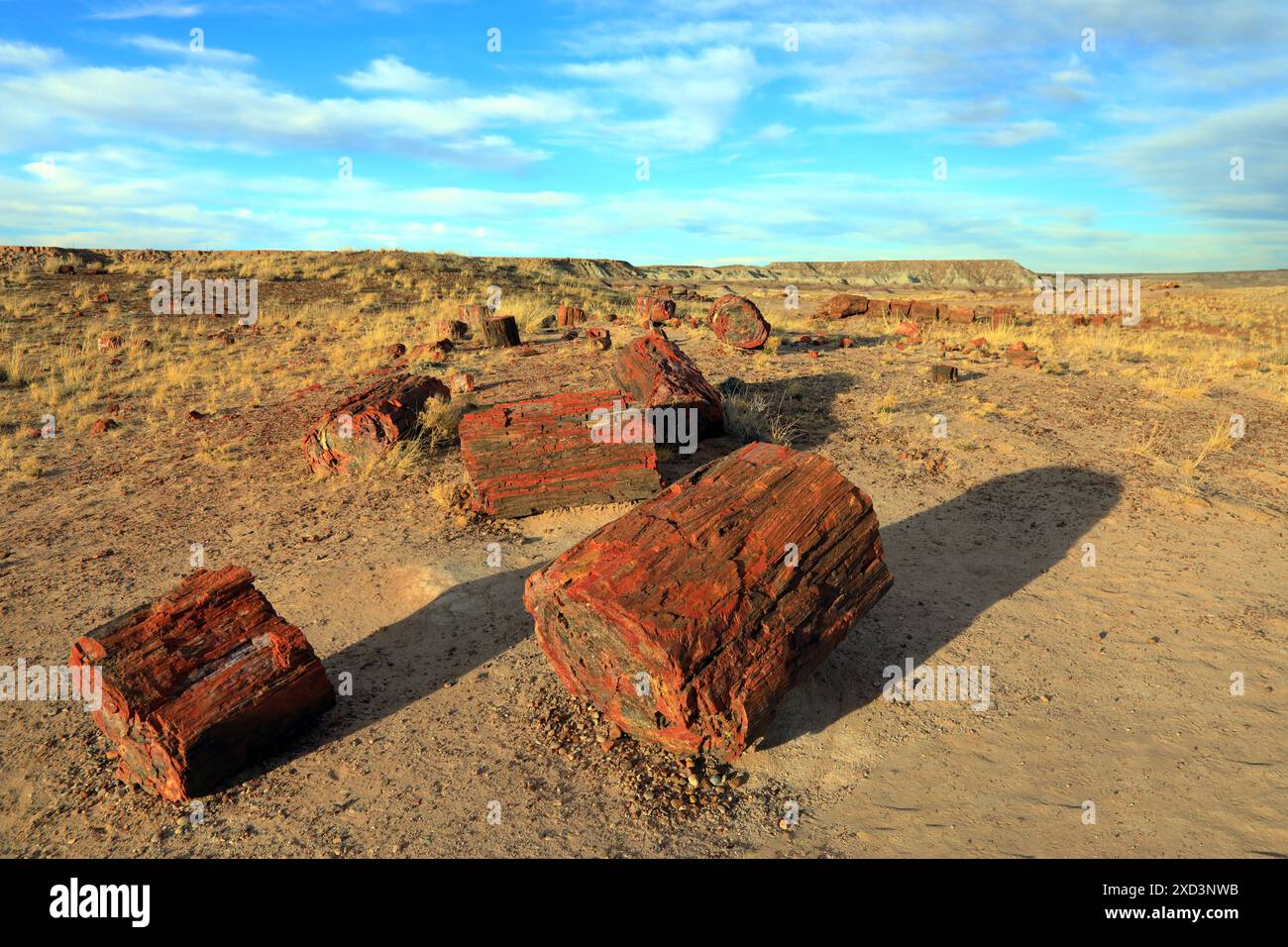 Geografie / Reisen, USA, Arizona, Holbrook, Giant Belied, versteinerter Wald Nationalpark, Holbrook, ADDITIONAL-RIGHTS-CLEARANCE-INFO-NOT-AVAILABLE Stockfoto