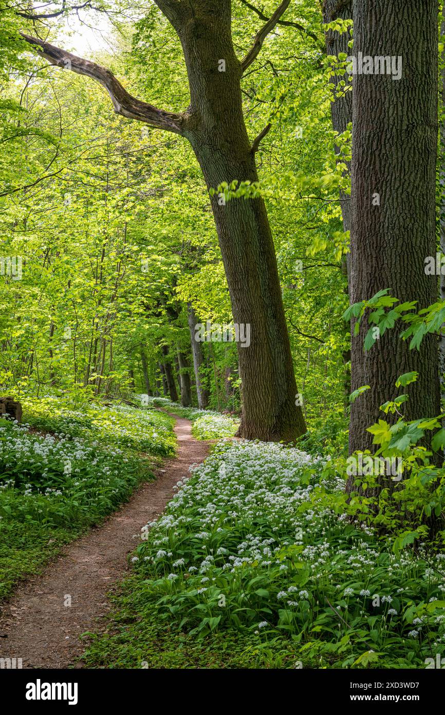 Botanik, Weg durch einen Baerlauchbestand, VORSICHT! FÜR DIE VERWENDUNG VON GREETINGCARD/POSTKARTEN IN DEUTSCHSPRACHIGEN LÄNDERN GELTEN MÖGLICHERWEISE BESTIMMTE EINSCHRÄNKUNGEN Stockfoto