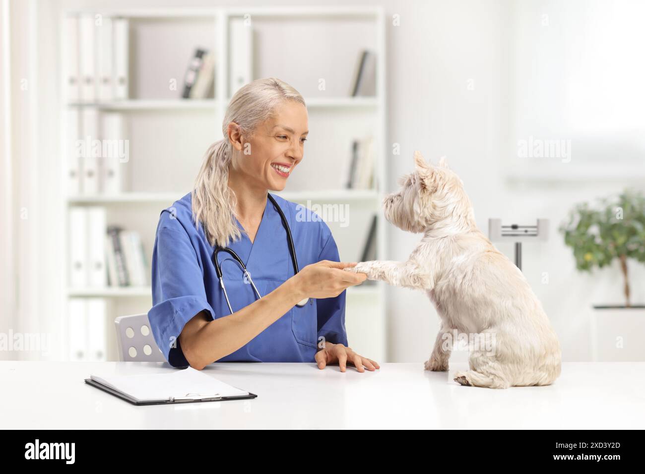 Tierärztin, die mit einem westie Terrierhund in einer Tierklinik hallo Stockfoto