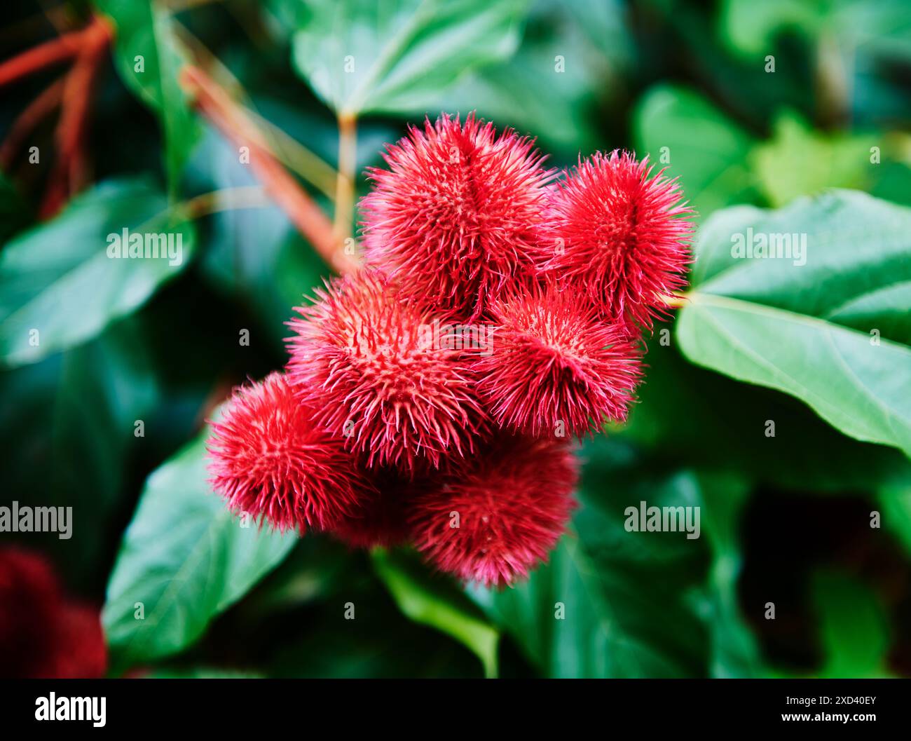 Lipstickbaum (bixa orellana) Pflanze im Cuyabeno Wildreservat, Amazonas Regenwald, Ecuador, Südamerika Stockfoto