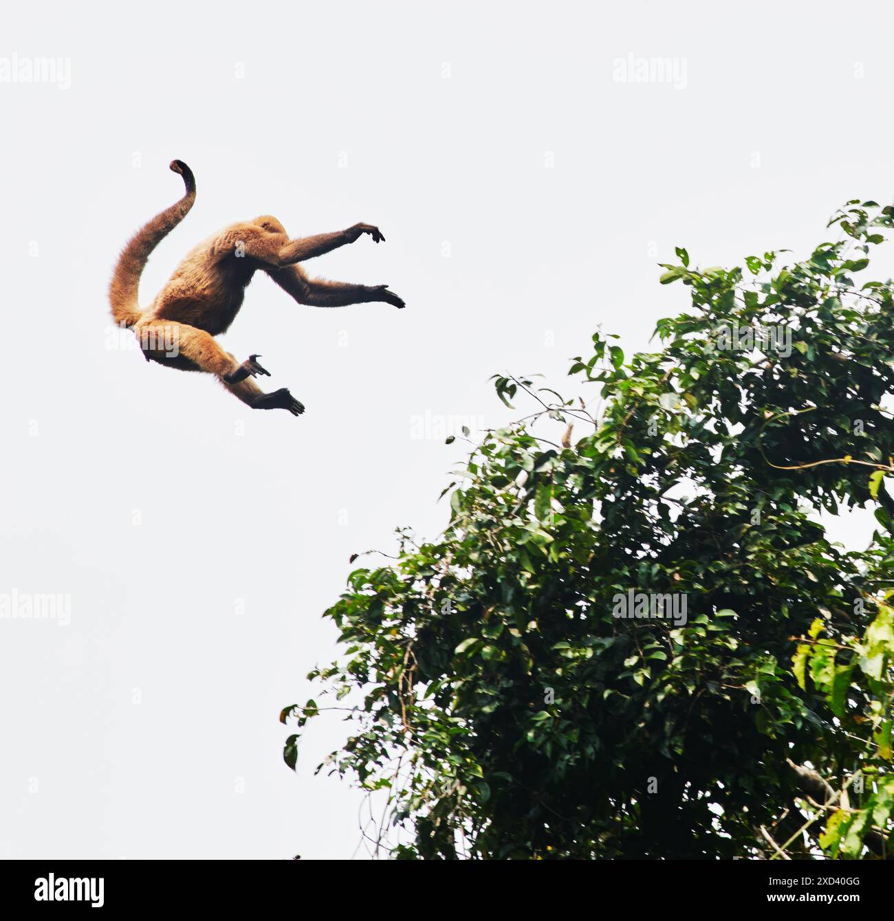 Wollaffen, der von Baum zu Baum im Cuyabeno Wildreservat, Amazonas-Regenwald, Ecuador, Südamerika, springt Stockfoto