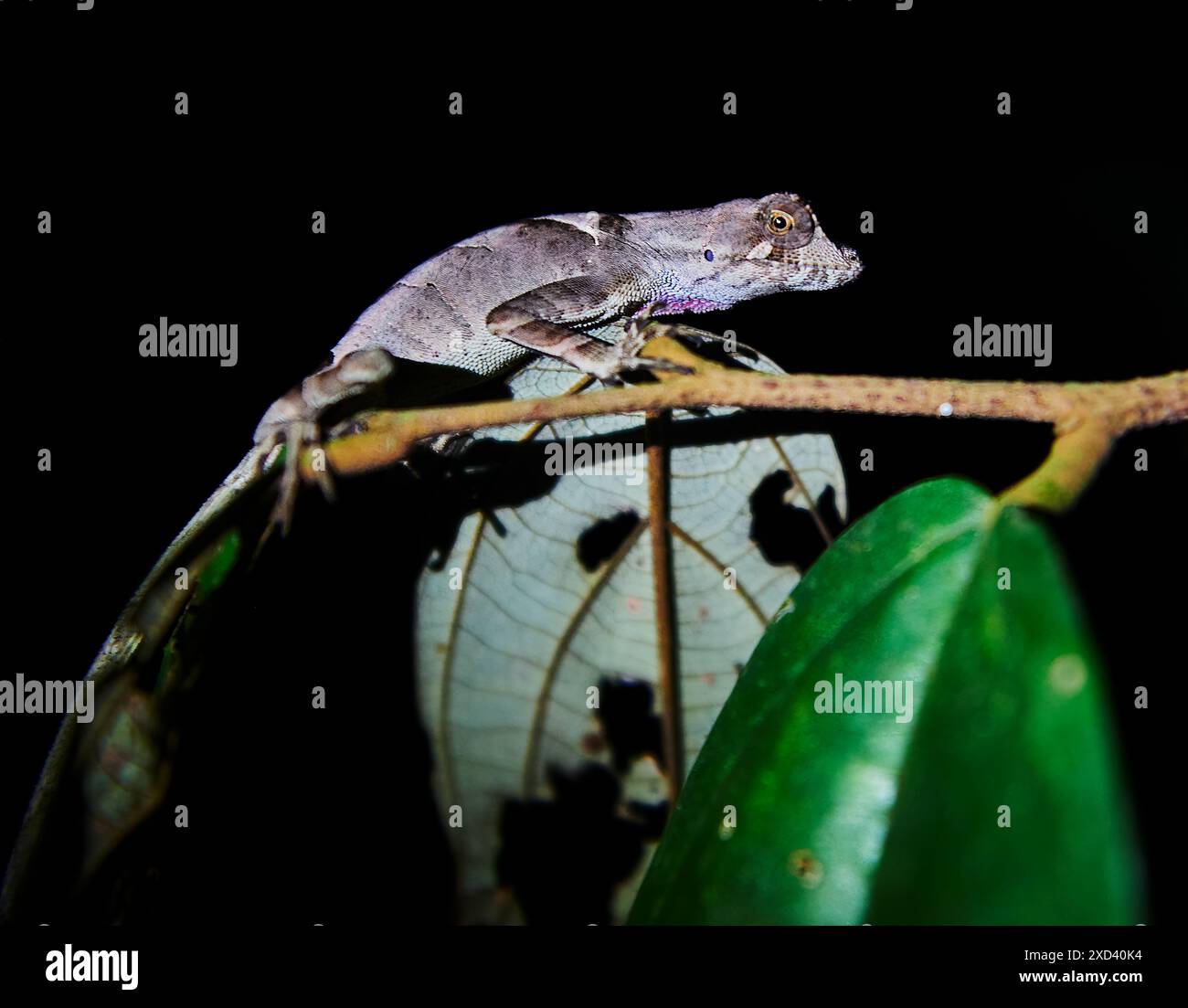 Chamäleon sitzt nachts auf einem Zweig im Cuyabeno Wildreservat, Amazonas-Regenwald, Ecuador, Südamerika Stockfoto