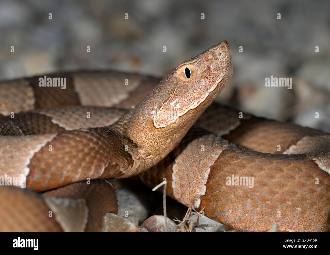 Breitband-Kupferkopf (Agkistrodon laticinctus), Bastrop County, Texas, USA. Stockfoto