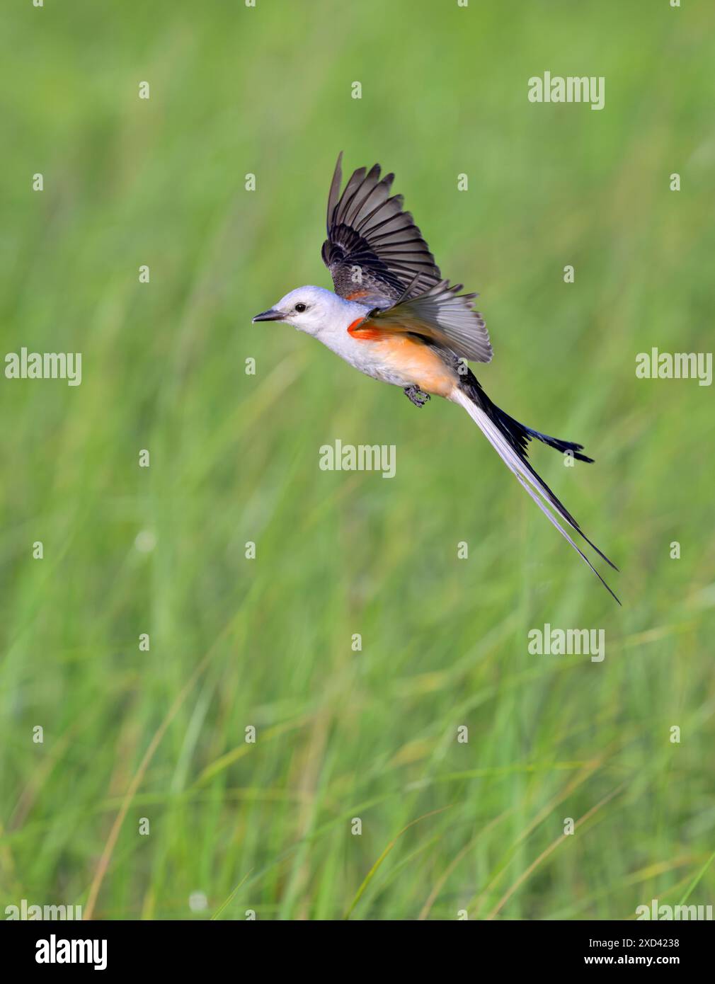 Scherenschwanzfänger (Tyrannus forficatus) fliegen über Feuchtgebiete an der Küste in Galveston, Texas, USA. Stockfoto