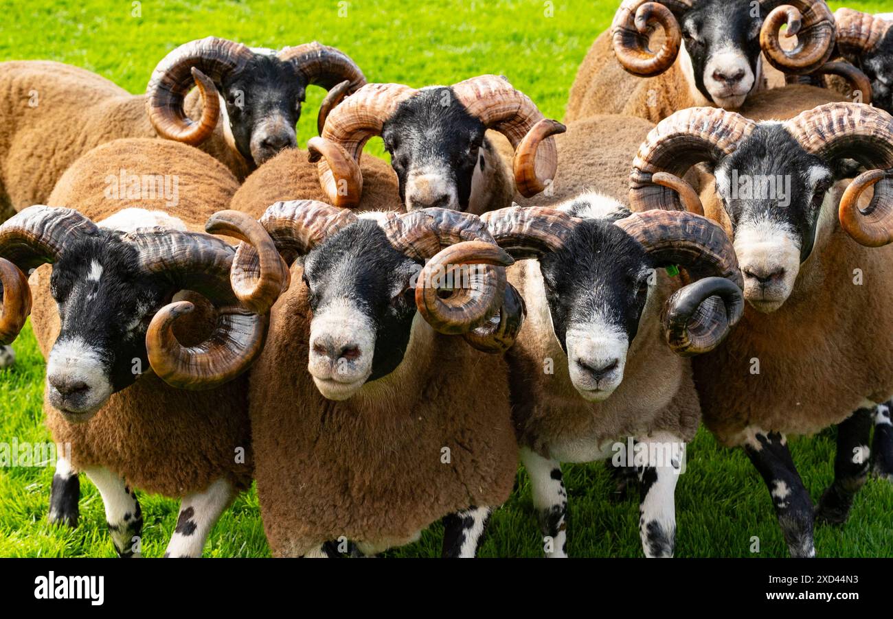 Edinburgh, Schottland, Großbritannien. Juni 2024. Eröffnungstag der Royal Highland Show in Ingliston Edinburgh. Die jährlich stattfindende Royal Highland Show zeigt das Landleben und die Geschäfte in Schottland. Iain Masterton/Alamy Live News Stockfoto