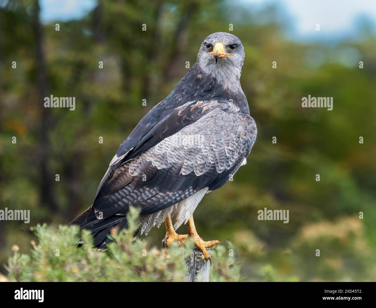 Andenbussard (Geranoaetus melanoleucus) auch bekannt als Aguja, Blauer Bussard, Kordilleradler, Patagonien, Chile Stockfoto