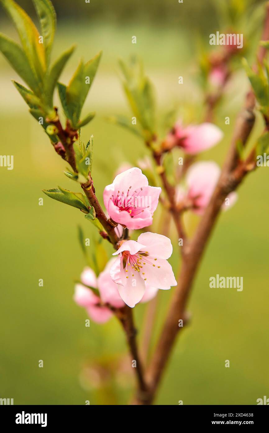 Nahaufnahme von rosa Blüten (Persici-Laube) auf einem Zweig mit grünen Blättern, die den Frühling kennzeichnen Stockfoto