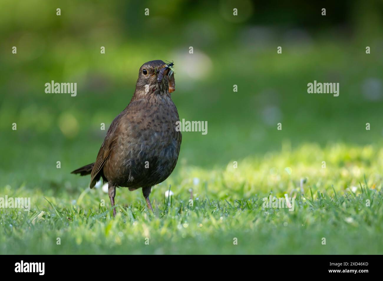 Europäische Amsel (Turdus merula) ausgewachsene weibliche Vogel mit einem Schnabel voller Nahrung im Schnabel auf einem Gartenrasen, England, Vereinigtes Königreich Stockfoto Europäische Amsel (Turdus merula) ausgewachsene weibliche Vogel mit einem Schnabel voller Nahrung im Schnabel auf einem Gartenrasen, England, Vereinigtes Königreich Stockfoto