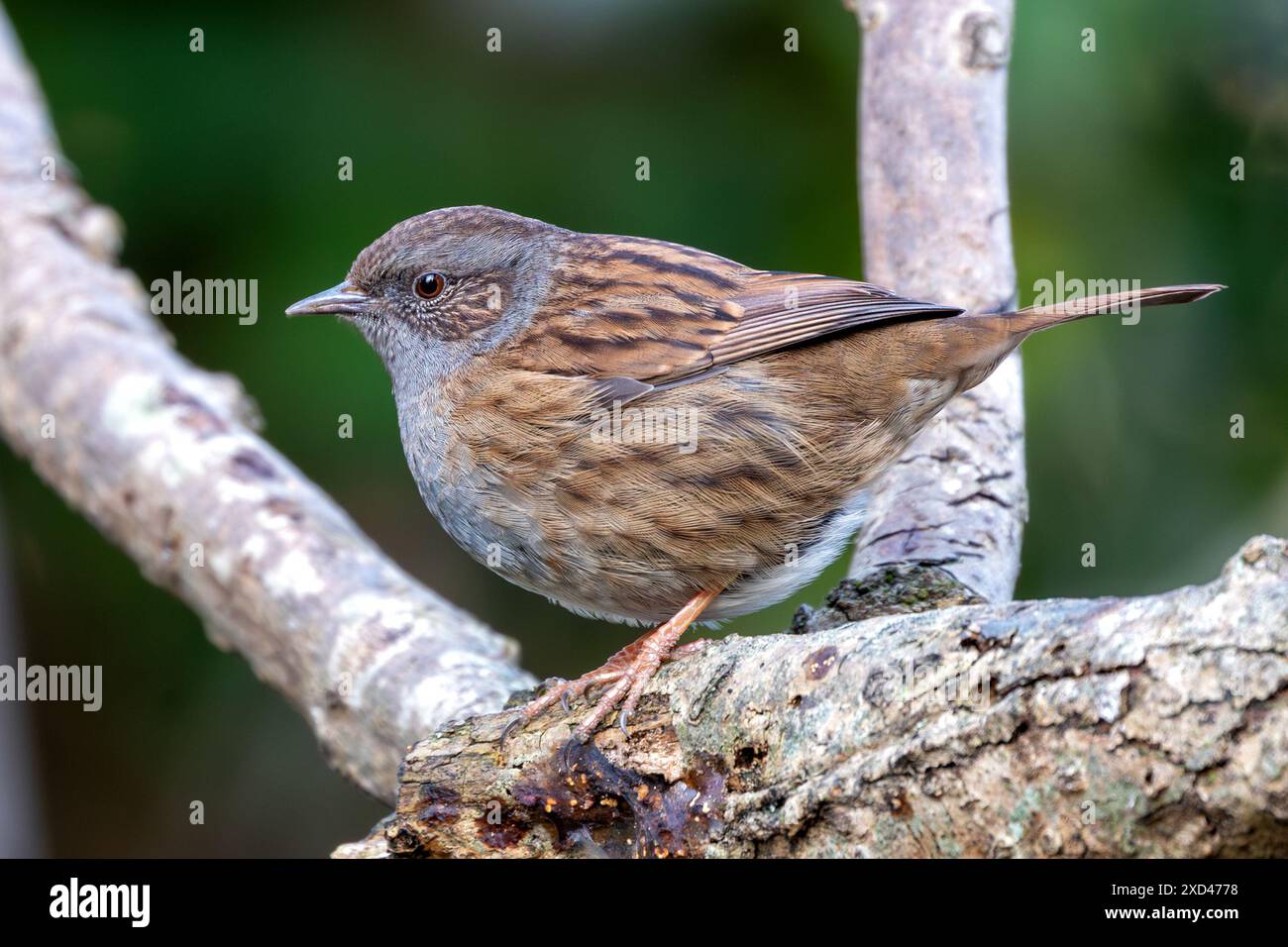 Der Dunnock mit seinem bescheidenen braunen und grauen Gefieder wurde im Father Collins Park in Dublin, Irland, gesichtet. Dieses Foto fängt seine subtile Schönheit in einem Stockfoto