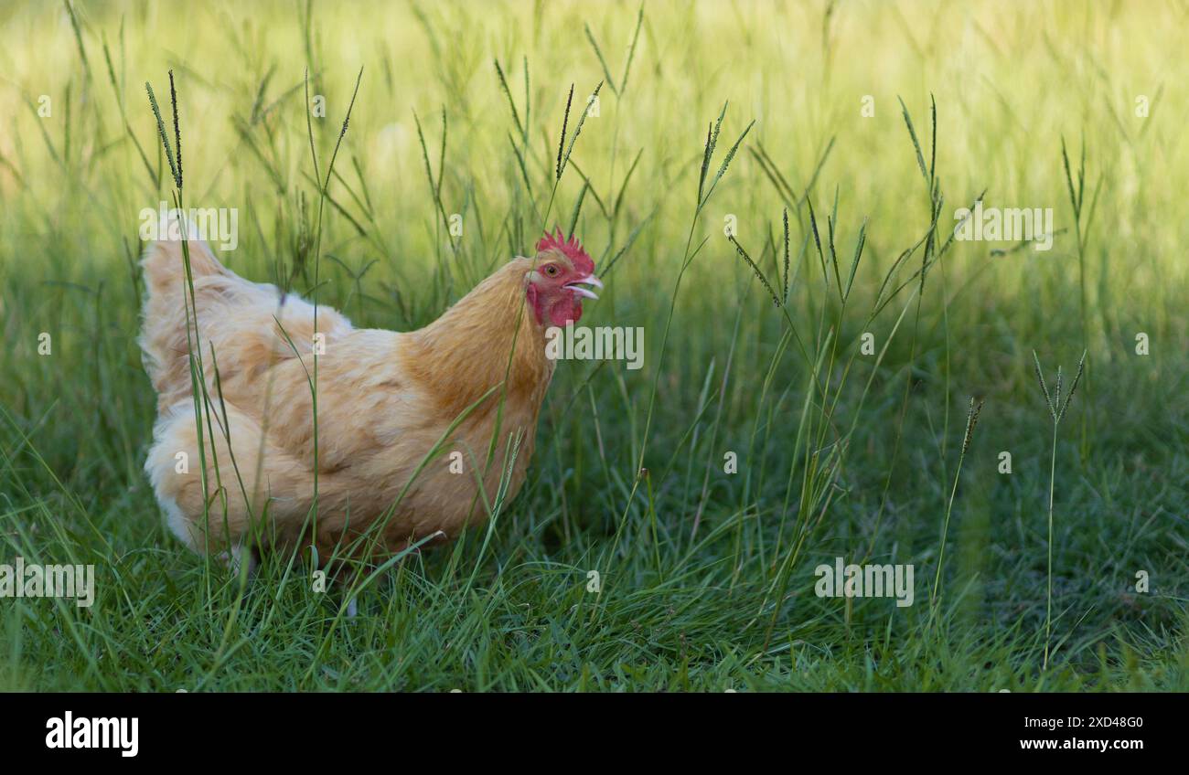 Freilandfreund Orpington-Hühner, die sich durch das Gras einer Bio-Farm in der Nähe von Raeford North Carolina schleichen, mit einem Kopierraum darüber. Stockfoto