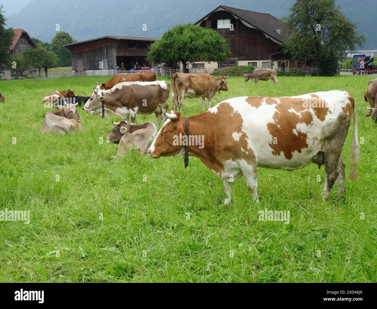 Anton Geisser 20.06.2024 Landwirtschaft Schweiz : Bild : Red Holstein Kuehe auf einer Wiese *** Anton Geisser 20 06 2024 Landwirtschaft Schweiz Bild Rote Holstein Kühe auf einer Wiese Stockfoto