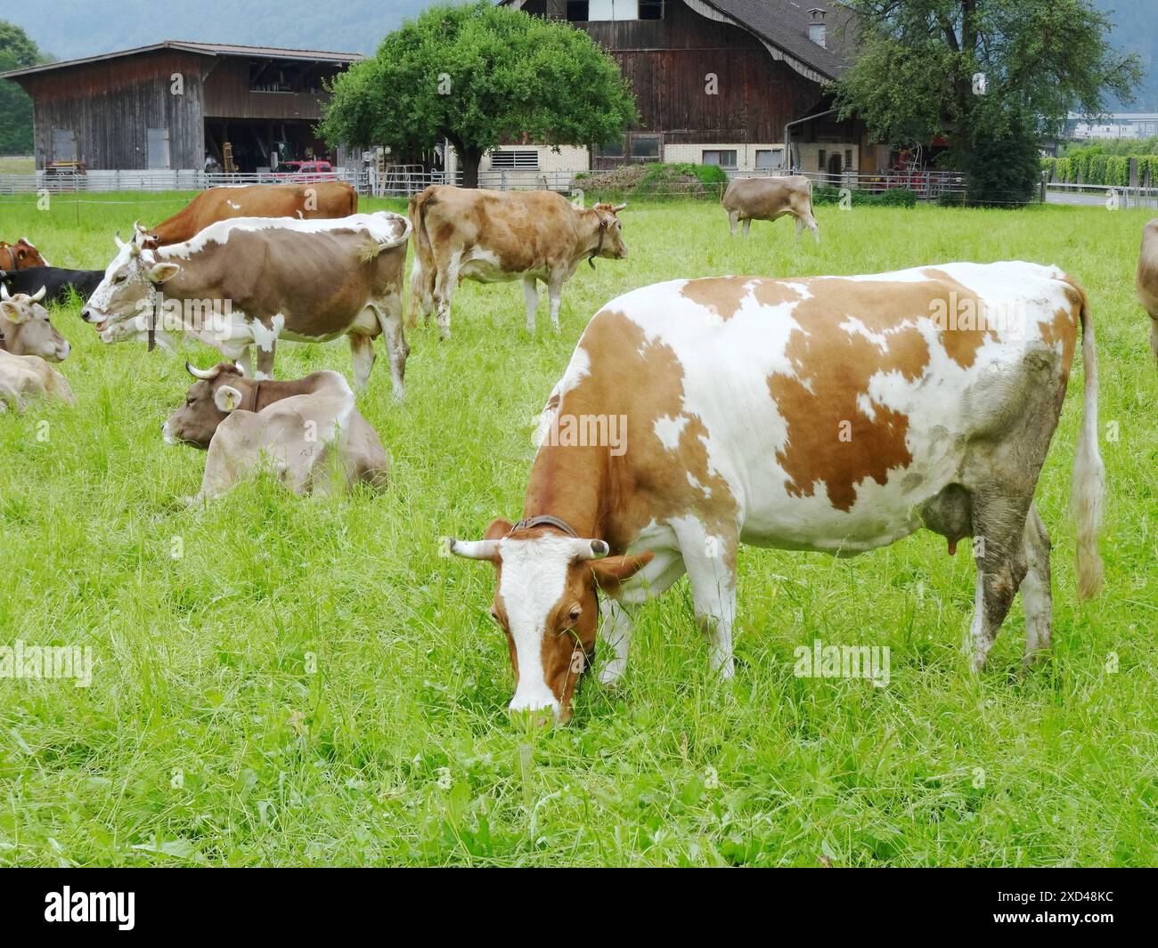 Anton Geisser 20.06.2024 Landwirtschaft Schweiz : Bild : Red Holstein Kuehe auf einer Wiese *** Anton Geisser 20 06 2024 Landwirtschaft Schweiz Bild Rote Holstein Kühe auf einer Wiese Stockfoto