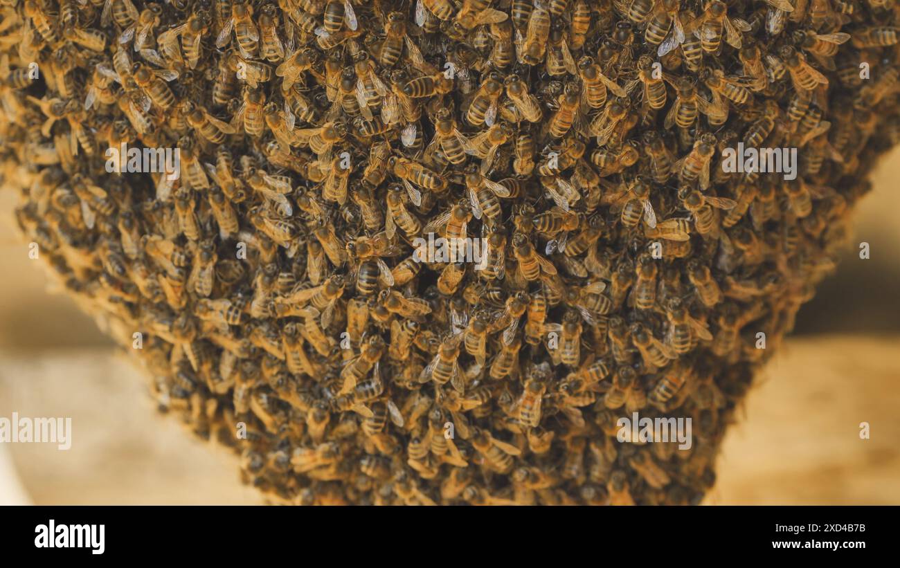 Ein Bienenstock hat sich an der Scheune befestigt. Stockfoto
