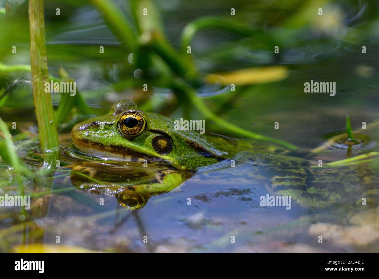 Grüner Frosch in einem Wasserbecken Stockfoto