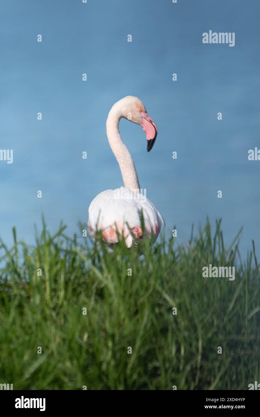 Flamingo auf Gras mit Wasser im Hintergrund Stockfoto