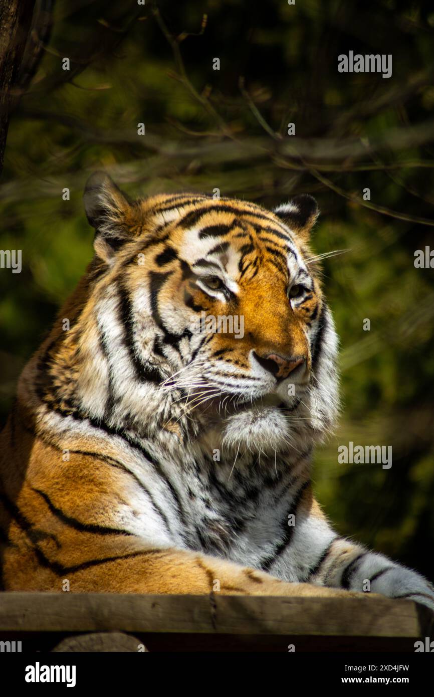 Tiger im zoo Stockfoto