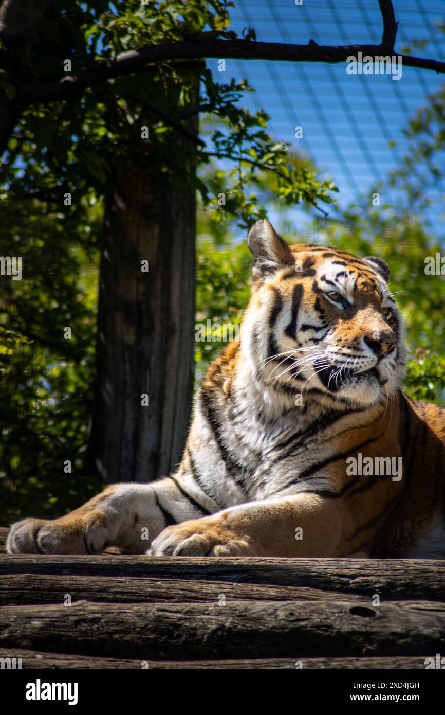 Tiger im zoo Stockfoto
