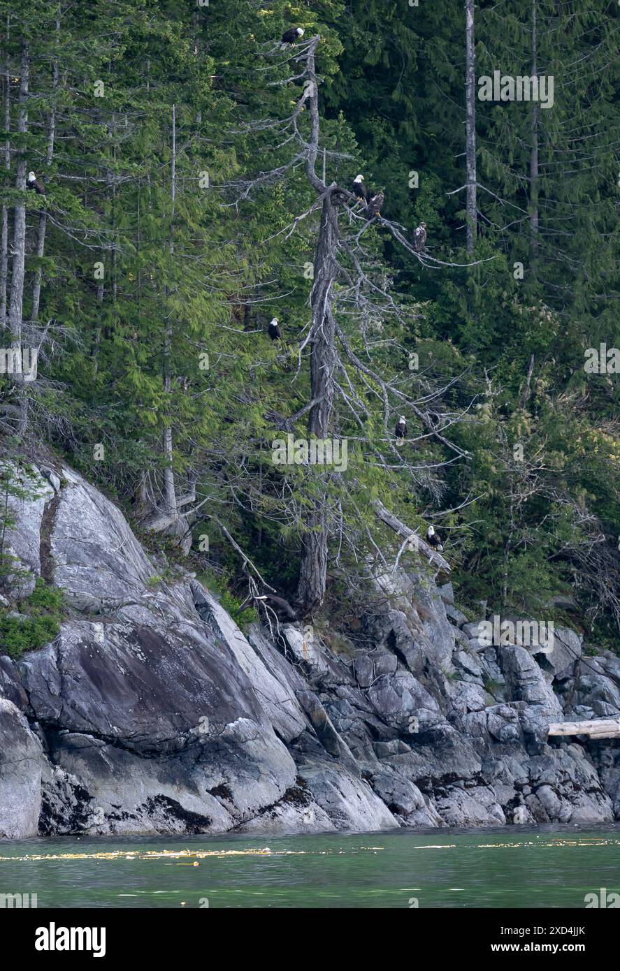 Campbell River CAN, Kanada / Kanada, Urlaubseindruecke und Sehenswuerdigkeiten, Wildlife Watching Campbell River, 19.06.2024. Eine Gruppe von mehrerenWeisskopfseeadlern Weißkopfadler auf einem Baum / Aesten platziert. CAN, Kanada / Kanada, Urlaubseindruecke und Sehenswuerdigkeiten, Wildlife Watching Campbell River, 19.06.2024. *** Campbell River CAN, Kanada Kanada, Urlaub Impressionen und Sightseeing, Wildlife Watching Campbell River, 19 06 2024 Eine Gruppe von mehreren Weißkopfadlern auf einem Baumzweig, Kanada Kanada, Urlaub Impressionen und Sightseeing, Wildlife Watching Campbell River, 19 Stockfoto