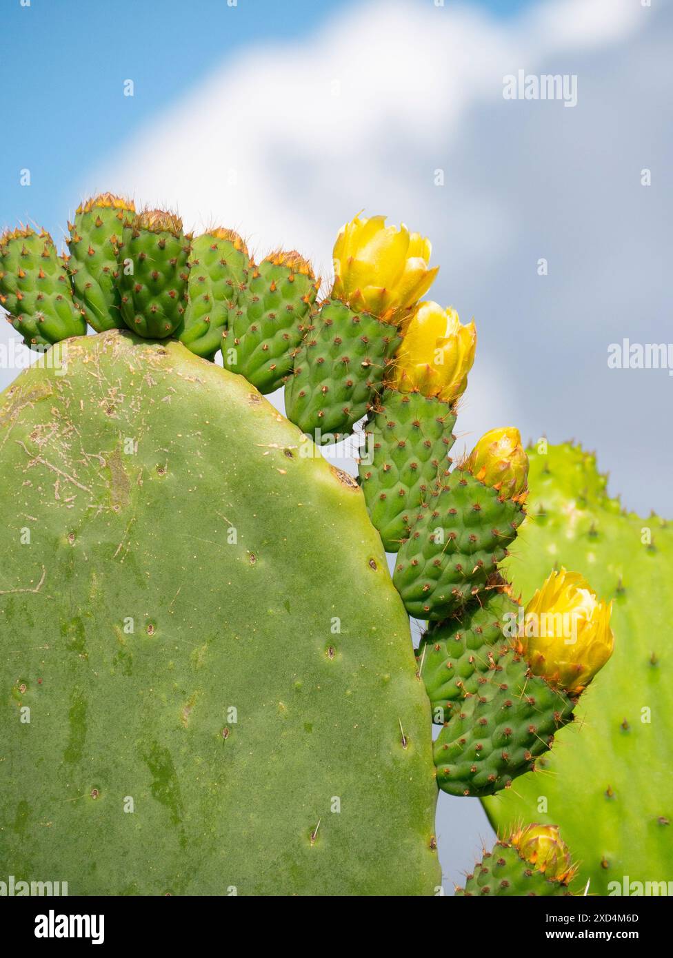 Kaktus sardinien -Fotos und -Bildmaterial in hoher Auflsung  Alamy
