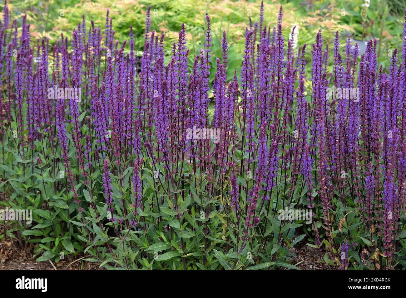 Violette Salvia nemorosa „Caradonna“, auch bekannt als „Balkan clary in Blume“. Stockfoto