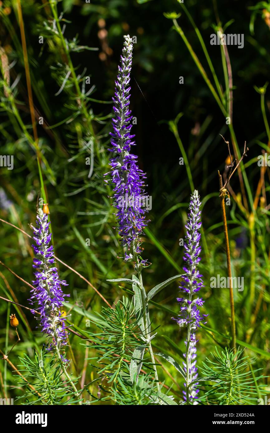 Blühende Spitzen der Veronica Spicata Ulster Zwergblume. Stockfoto