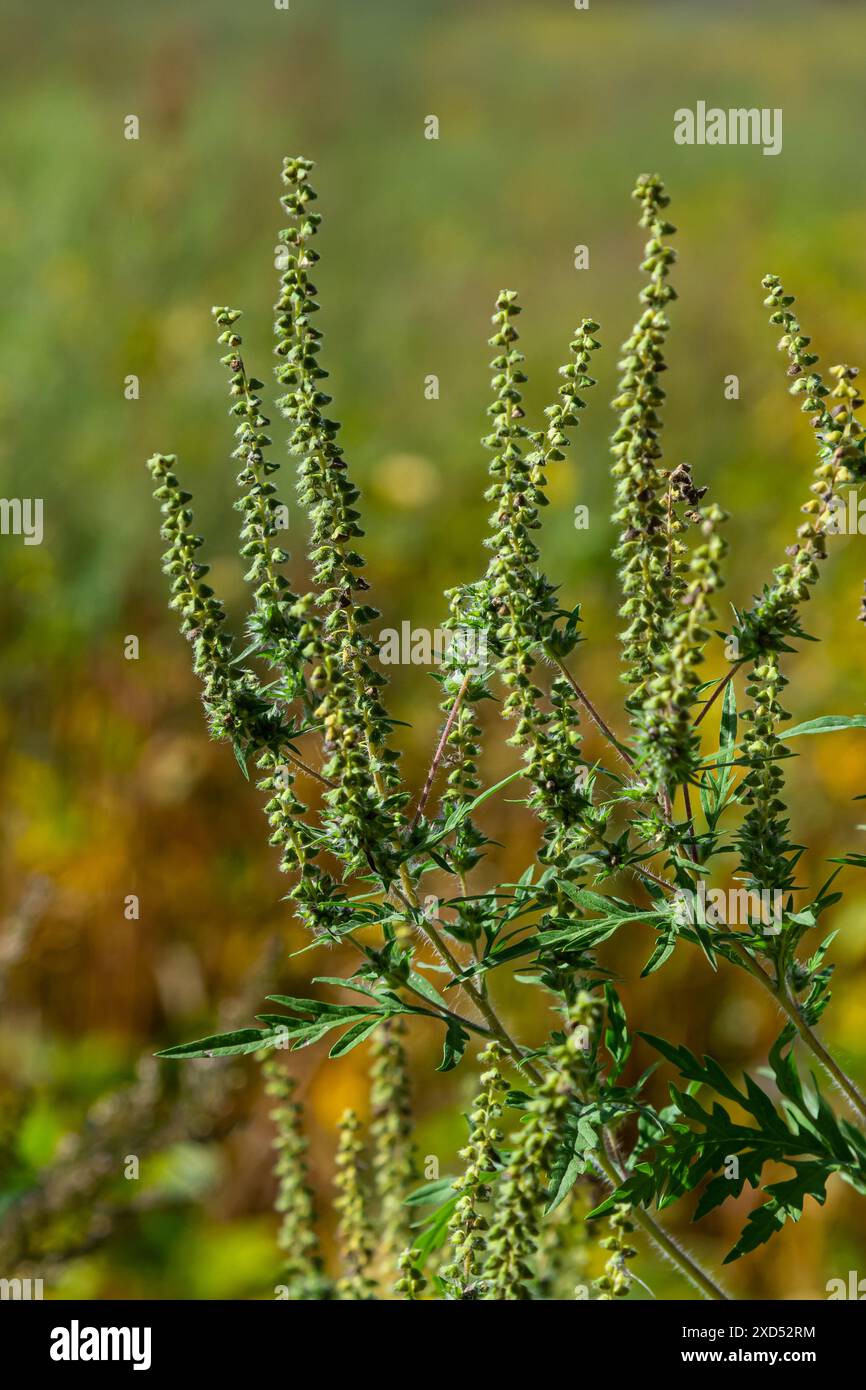 Ambrosia trifida, der Riesenragweed, ist eine blühende Pflanzenart aus der Familie der Asteraceae. Stockfoto