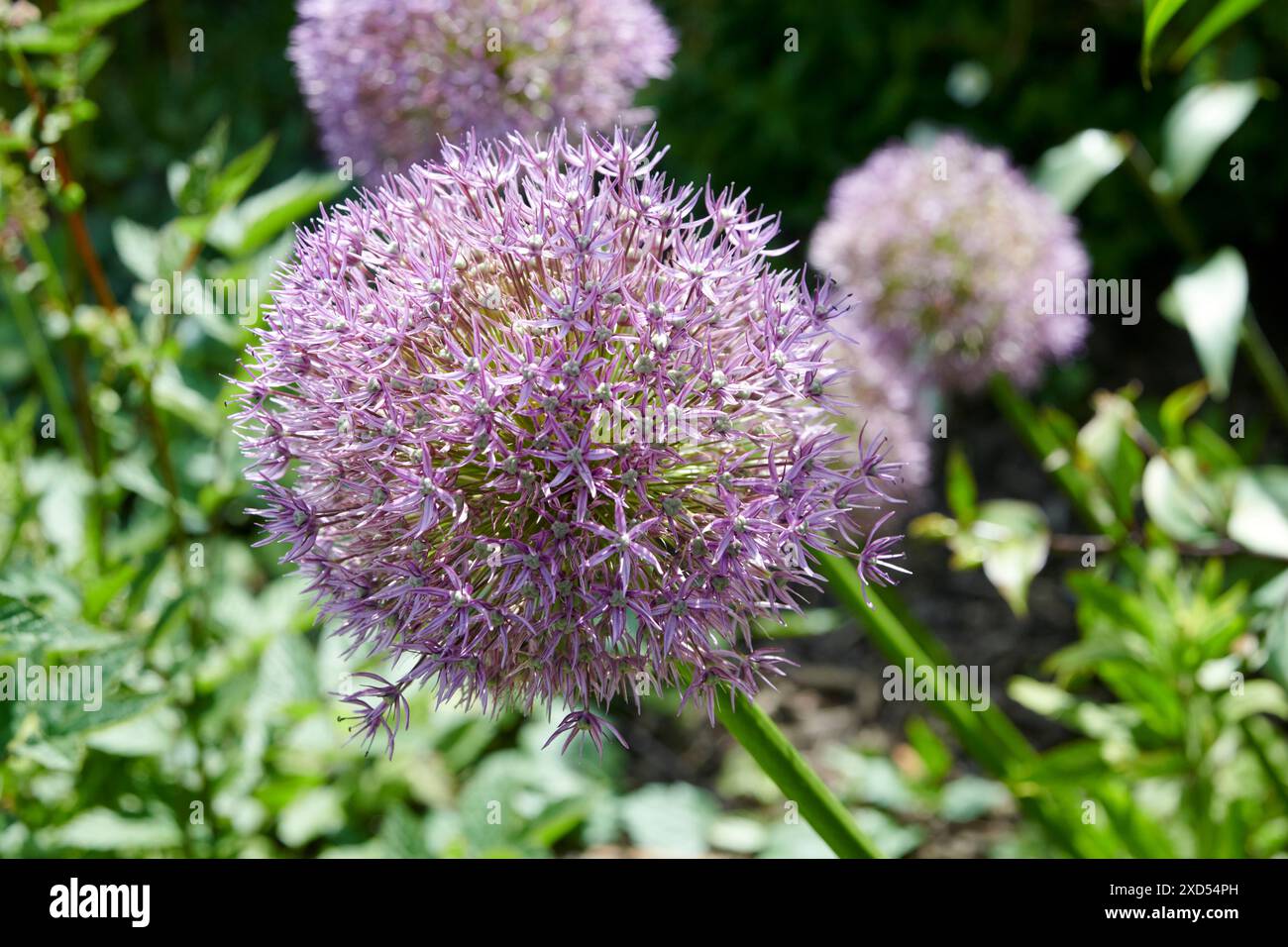 Gian Zwiebel „Pinball Wizard“ (Alium gigantium) Stockfoto