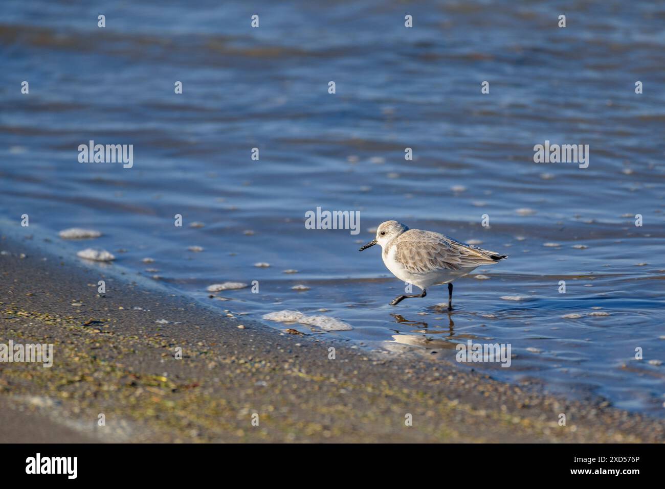 Sanderling (Chroicocephalus ridibundus) am Strand Barra del Trabucador, im Ebro-Delta (Tarragona, Katalonien, Spanien) Stockfoto