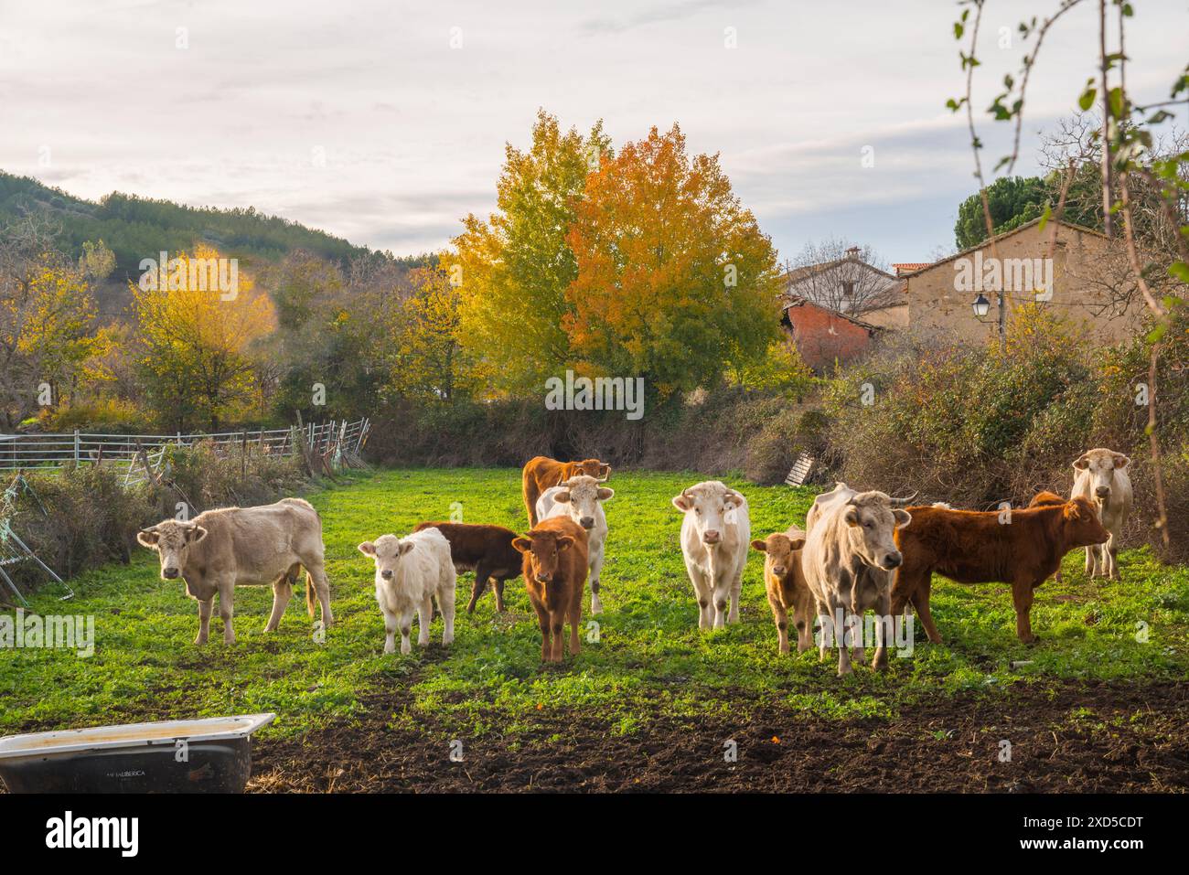 Kuhherde in einem Kuhstall. Piñuecar, Provinz Madrid, Spanien. Stockfoto