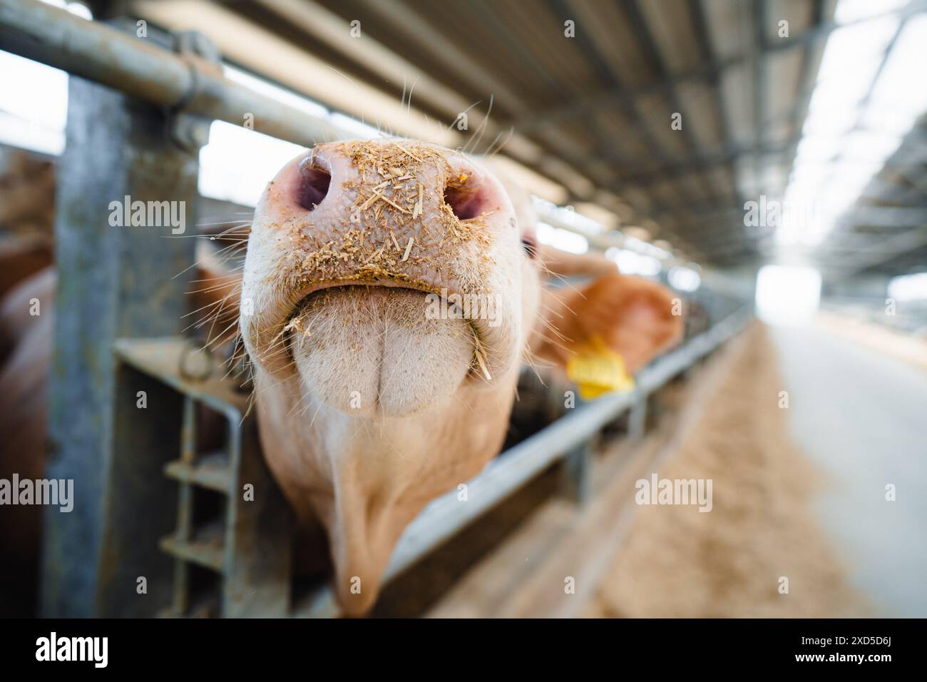 Farbbild einer Milchviehkühe mit schmutziger Nase im Innenraum im Stall. Stockfoto