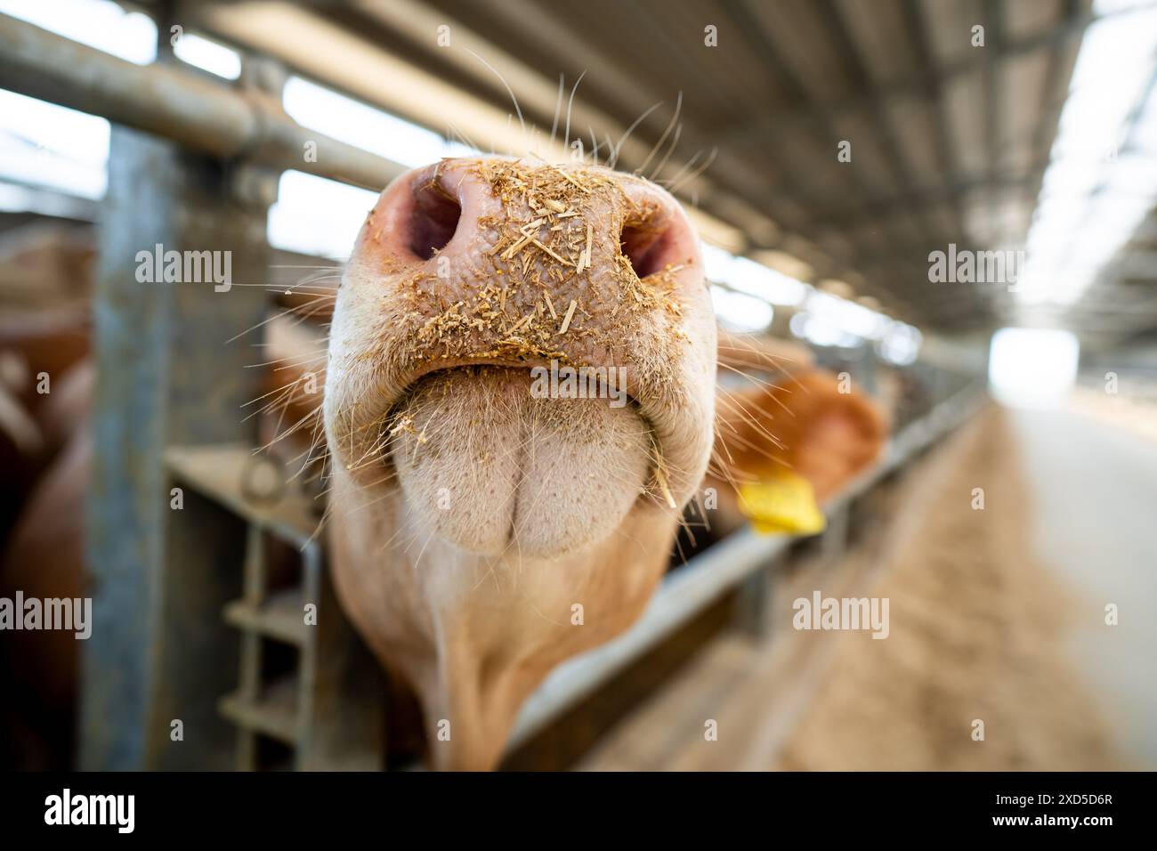 Farbbild einer Milchviehkühe mit schmutziger Nase im Innenraum im Stall. Stockfoto