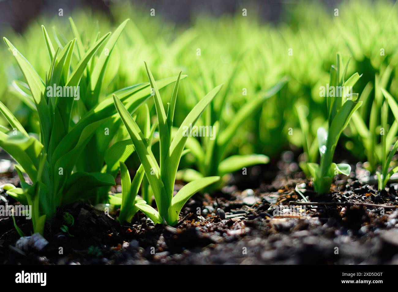 Frische Graspflanzen zu Beginn der Frühlingssaison Stockfoto