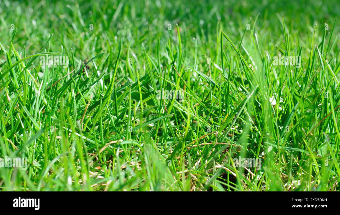 Frische Graspflanzen zu Beginn der Frühlingssaison Stockfoto