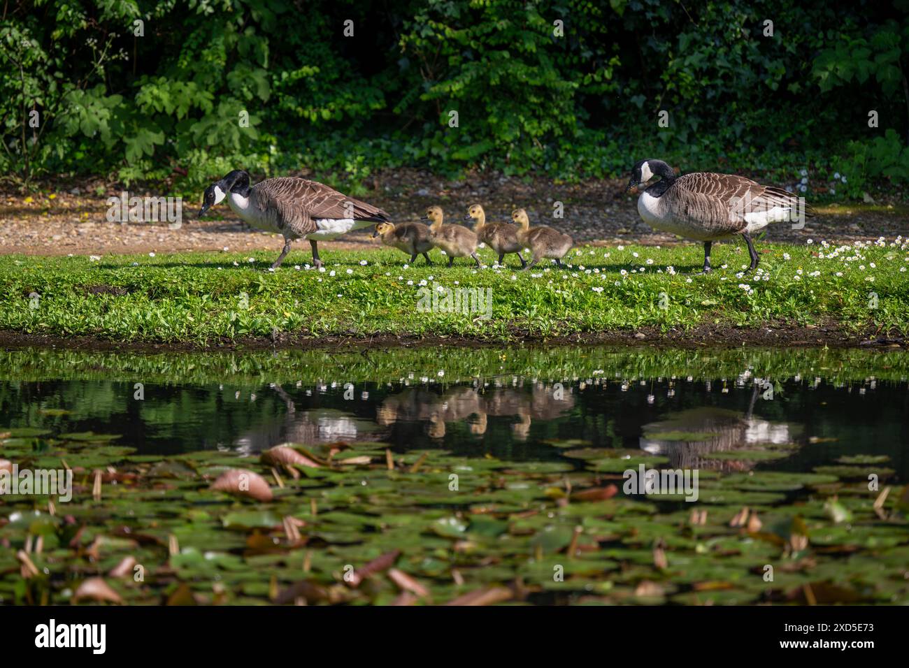 Eine Familie von Kanadiengänsen, die an einem Teich vorbeilaufen. Zwei ausgewachsene Vögel und vier Gänsevögel. Canada Goose (Branta canadensis), Kent, Vereinigtes Königreich. Stockfoto