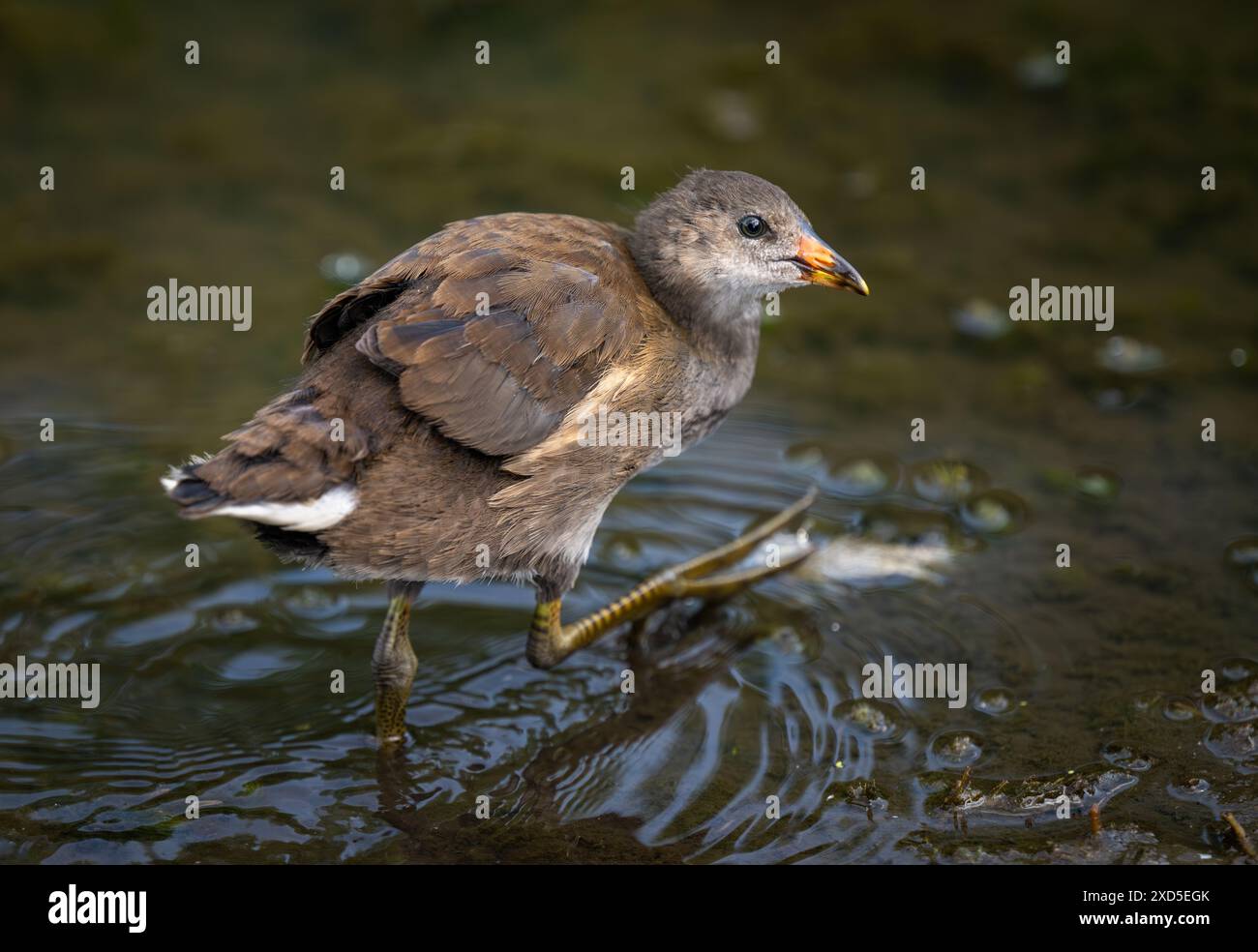 Jungmoorhen, die in einem Teich spazieren. Gemeine Moorhe (Gallinula chloropus) in Kent, Vereinigtes Königreich. Auch bekannt als Sumpfhähnchen, Sumpfhähnchen oder Waterhen. Stockfoto