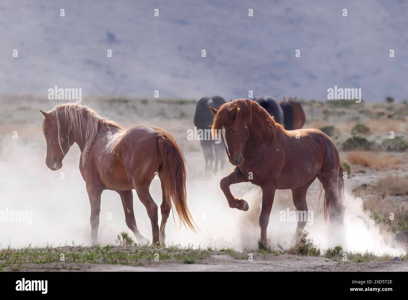 Die Wildpferdeherde des Onaqui Mountain hat eine leichte bis mittelschwere Struktur und ist in Farben wie Sauerampfer, roan, Buchleder, Schwarz, Palomino, und grau. Stockfoto