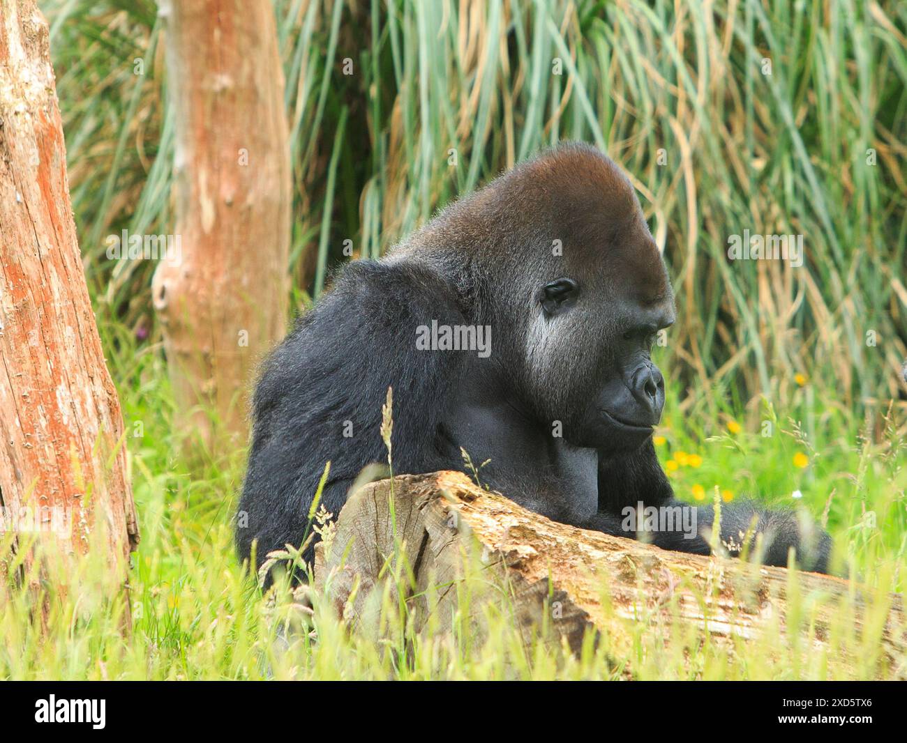 Männlicher Silverback Western Lowland Gorilla, der zwischen üppig grünem Gras sitzt Stockfoto