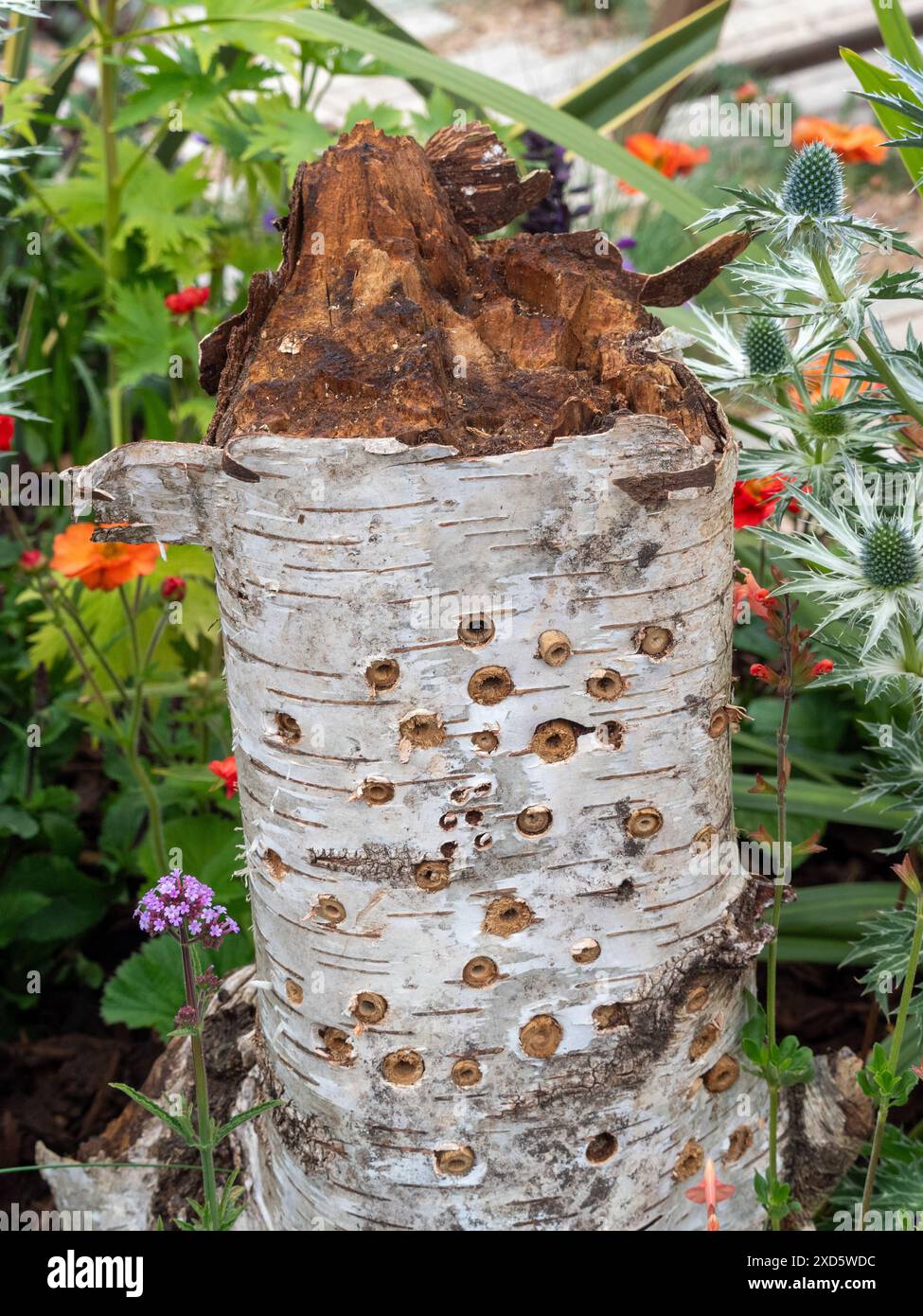 Insektenhaus aus Bambusstöcken, die in ein Loch in einen alten silbernen Birkenbaum gebohrt wurden. Stockfoto