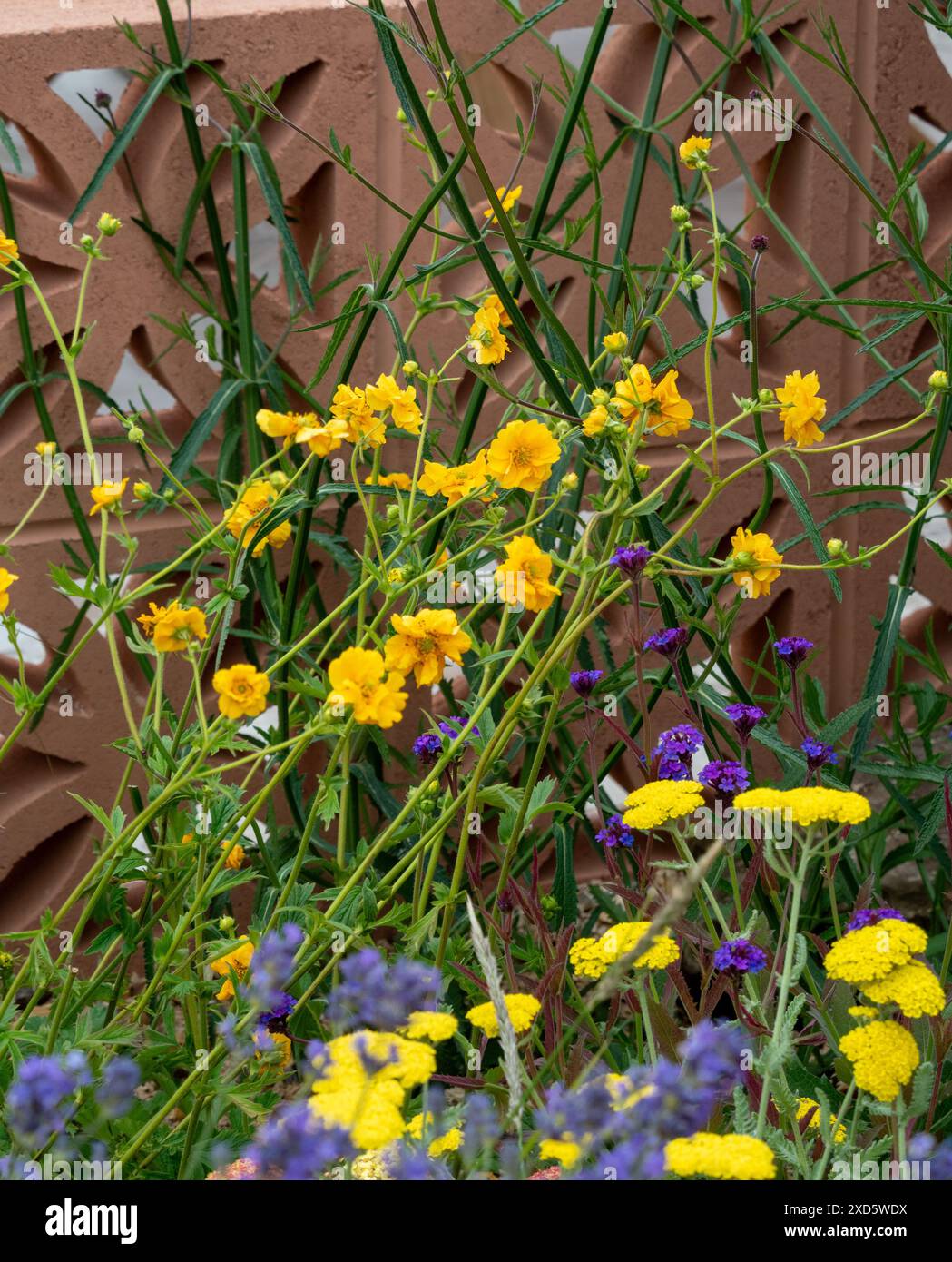 Dekorative Blockwand in einem britischen Garten mit weichen gelben Blumen im Vordergrund. Stockfoto