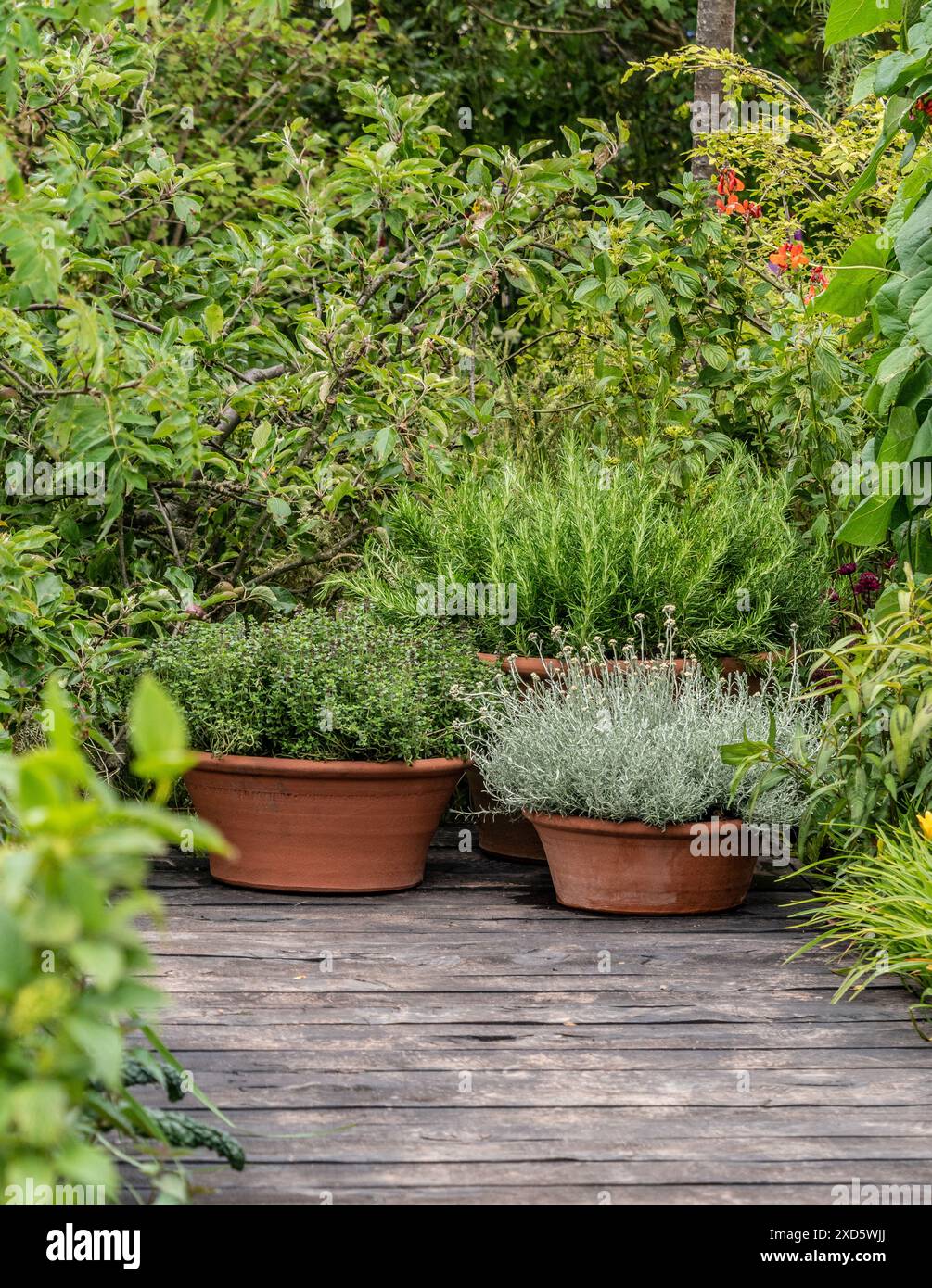 Kräuter, die in Terrakotta-Pflanztöpfen in einem britischen Garten wachsen. Stockfoto